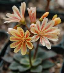 Pink Lewisia Flower Seeds for Planting – Shade Tolerant, Heirloom, Non-GMO, High Germination Organic Garden Seeds
