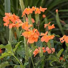 Firecracker Flower Seeds for Planting | Heirloom Non-GMO Organic Garden Seeds