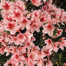 Azalea Rhododendron Flower Seeds – Heirloom Non-GMO Organic Garden Seeds for Planting – Easy to Grow, High Germination