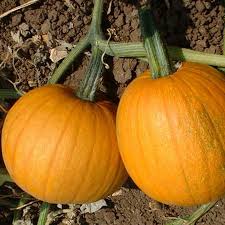 Calabaza or Sweet Pumpkin flower seeds for planting - Heirloom & Non-GMO Garden Seeds
