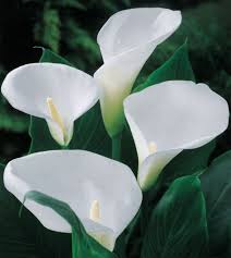 Heirloom Zantedeschia Aethiopica Flower Seeds – Non-GMO, Fragrant Organic Garden Seeds for Planting
