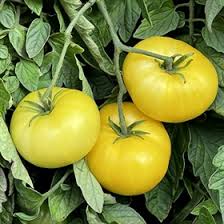 Huge Tomato Seeds for Planting – Dark Yellow Heirloom, Non-GMO, High Germination Organic Garden Seeds for Giant Tomatoes