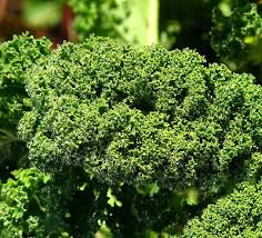 Ridge Kale Plant Seeds for Planting – Heirloom Non-GMO, High Germination Organic Garden Seeds