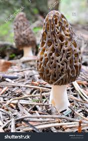 Morchella Conica Mushroom Seeds for Planting – Heirloom Non-GMO Organic Garden Spores – Gourmet Fungi for Culinary Gardens