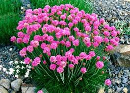 Armeria Maritima Flower seeds for Planting - Premium Quality, Heirloom & GMO Free Seeds for Home Garden