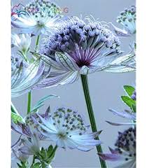 Heirloom Astrantia Flower Seeds for Planting – Non-GMO, High Germination Organic Garden Seeds