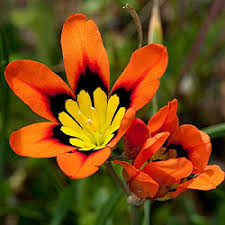 Orange Black Sparaxis Seeds for Planting – Cut Flower Favorite, Heirloom, Non-GMO Organic Garden Seeds