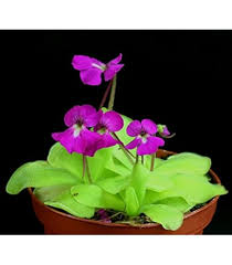 Pinguicula Moctezumae Flower Seeds for Planting – Heirloom, Non-GMO Shade-Tolerant Organic Garden Seeds
