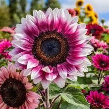 Pink White Sunflower Flower Seeds for Planting | Heirloom Non-GMO High Germination Organic Garden Seeds