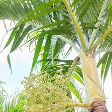 Christmas Palm Tree Seeds for Planting – Heirloom, Non-GMO for Ornamental Green Holiday Trees – 100 pcs