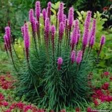 Liatris Spicata Flower Seeds – Heirloom, Non-GMO, Bright Blooms Organic Garden Seeds for Planting