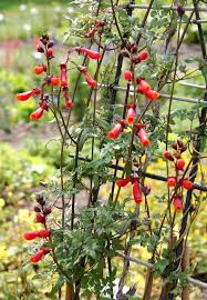 Eccremocarpus Scaber Flower Seeds for Planting - Heirloom, Non-GMO, Colorful Organic Garden Seeds