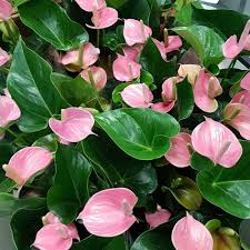 Light Pink Anthurium Flower Seeds – Heirloom, Non-GMO, High Germination Organic Garden Seeds for Borders