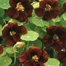 Black Velvet Nasturtium Flower Seeds for Planting – Heirloom, Non-GMO, Premium Quality Garden Seeds