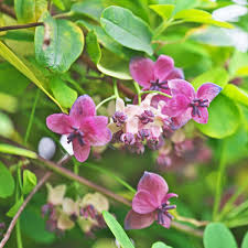 Akebia Quinata Flower Seeds for Planting – Heirloom, Non-GMO, High Germination Organic Garden Seeds