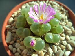 Conophytum Flower Seeds for Planting – Heirloom, Non-GMO, High Germination Organic Garden Seeds
