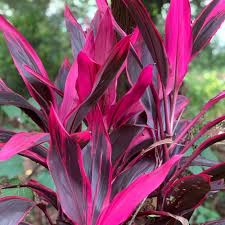 Cordyline Flower Seeds for Planting | Low Maintenance | Heirloom Non-GMO High Germination Seeds