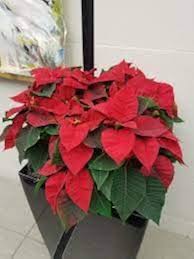 Red Green Poinsettia Flower Seeds for Planting – Low Maintenance, Heirloom, GMO Free Garden Seeds