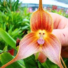 Monkey Orchid Flower Seeds for Planting – Heirloom, Non-GMO, Low Maintenance Organic Garden Seeds