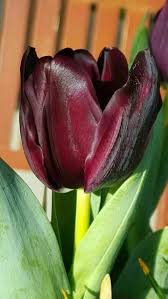 Brown Tulip Flower Seeds for Planting – Low Maintenance Heirloom Non-GMO Organic Garden Seeds