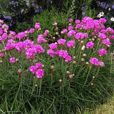 Armeria Maritima Flower seeds for Planting - Premium Quality, Heirloom & GMO Free Seeds for Home Garden