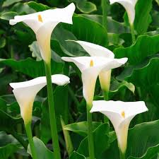 Heirloom Zantedeschia Aethiopica Flower Seeds – Non-GMO, Fragrant Organic Garden Seeds for Planting