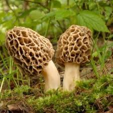 Morchella Conica Mushroom Seeds for Planting – Heirloom Non-GMO Organic Garden Spores – Gourmet Fungi for Culinary Gardens