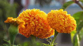 Yellow Marigold Flower Seeds for Planting – Hardy Variety, Heirloom, Non-GMO & Organic Garden Seeds