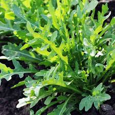 Green Rocket Salad flower seeds for planting - Heirloom & Non-GMO Garden Seeds