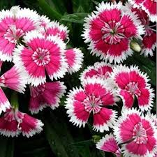 Pink White Dianthus Barbatus Flower Seeds for Planting – Vibrant Colors, Heirloom, Non-GMO, High Germination Organic Garden Seeds