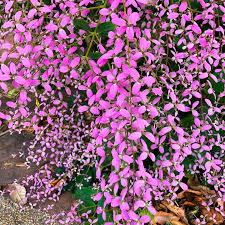 Shower Orchid (Wooly Congea) Flower Seeds for Planting – Heirloom, Non-GMO, High Germination Organic Garden Seeds
