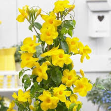 Yellow Madia Flower Seeds for Planting Heirloom Non-GMO High Germination Organic Garden Seeds