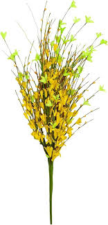 Forsythia Hampshire Flower Seeds – Heirloom, Non-GMO, Premium Quality