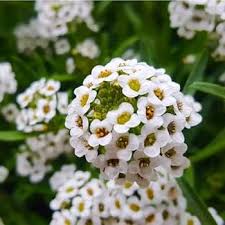 Alyssum Flower Seeds for Planting – Heirloom, Non-GMO, High Germination Organic Garden Seeds