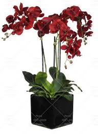 Marron Phalaenopsis Orchid Flower Seeds for Planting – Heirloom, Non-GMO, High Germination Seeds