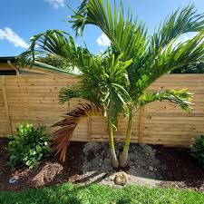 Christmas Palm Tree Seeds for Planting – Heirloom, Non-GMO for Ornamental Green Holiday Trees – 100 pcs