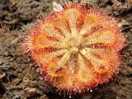 Blue Sundew Flower Seeds for Planting – Heirloom, Non-GMO, High Germination Organic Garden Seeds