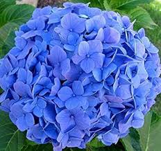 Deep Blue Hydrangea Flower Seeds for Planting – Heirloom, Non-GMO Premium Quality Organic Garden Seeds