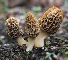 Mixed Morel Mushroom Seeds for Planting – Heirloom Non-GMO Organic Garden Seeds with High Germination