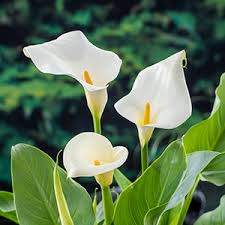 Heirloom Zantedeschia Aethiopica Flower Seeds – Non-GMO, Fragrant Organic Garden Seeds for Planting