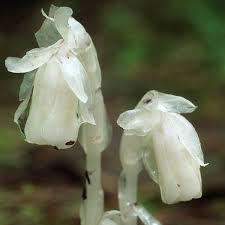 Monotropa Uniflora Indian Pipe Flower seeds for Planting - Shade Tolerant, Heirloom & GMO Free Seeds for Home Garden