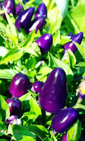 Chili Seeds for Planting – Blue Heirloom, Non-GMO, High Germination Organic Garden Seeds for Spicy, Bold Harvests
