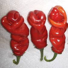 Peter Pepper Vegetable Seeds for Planting – Heirloom Non-GMO Red Hot Chili Variety