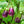Berenjena flower seeds for planting - Heirloom & Non-GMO Garden Seeds