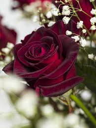 Black Rose Flower Seeds – Hardy Variety, Heirloom, Non-GMO & High Germination Organic Garden Seeds