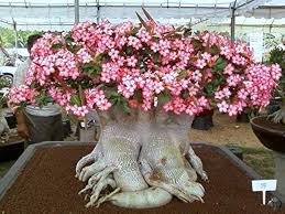 Adenium Arabicum Seasonal Bloomer Heirloom Non‑GMO Seeds for Planting – High Germination Organic Garden Seeds