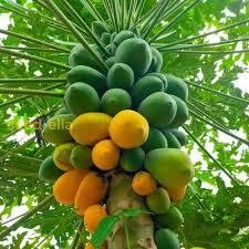 Green Papaya Fruit Seeds for Planting – Heirloom, Non-GMO for Tropical Sweet Orchard Fruits