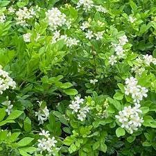 Vegetable Seeds,Garden seeds, Seeds For Planting,Plant Seeds