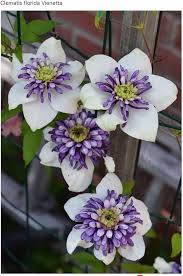 White Purple Clematis Flower Seeds for Planting – Heirloom, Non-GMO, High Germination Organic Garden Seeds