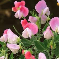 Sweet Pea Cupid Flower Seeds for Planting – Heirloom, Non-GMO, Easy to Grow Organic Garden Seeds